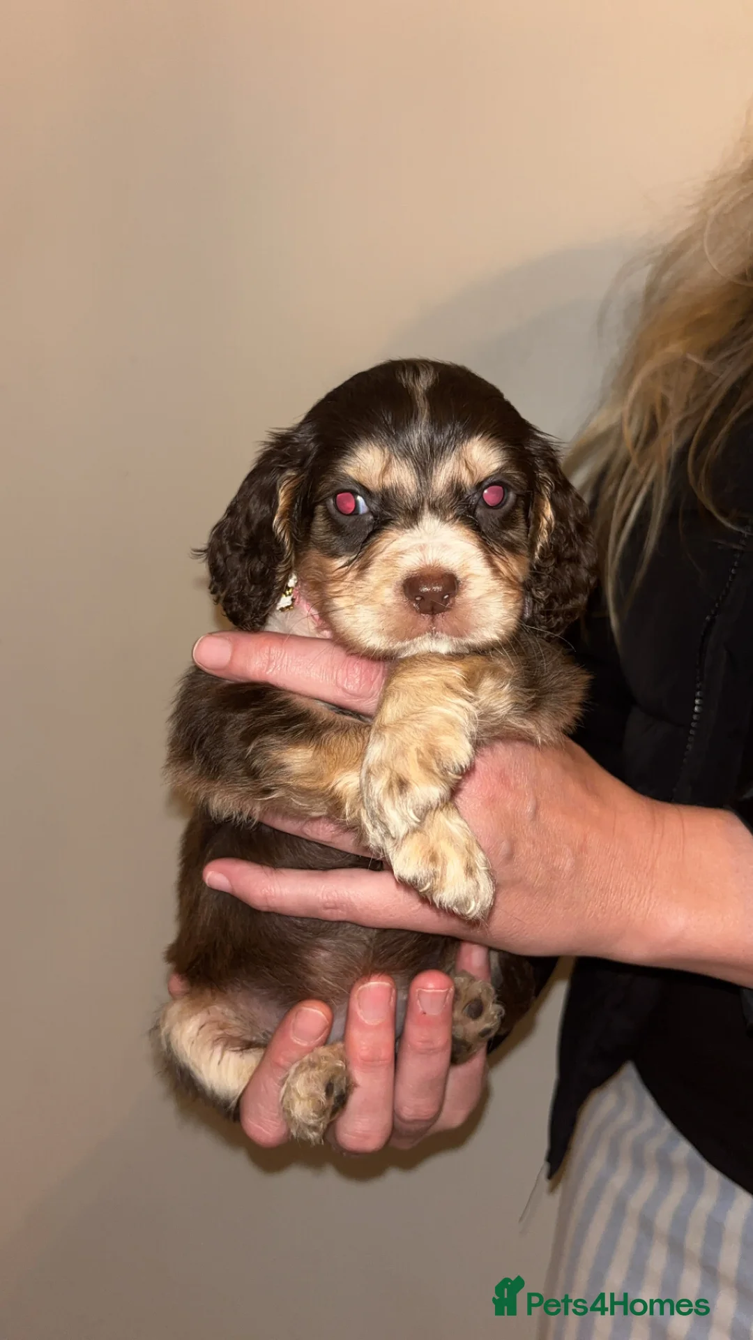 Cocker Spaniel dogs for sale: 🌈Beautiful rainbow litter of cocker spaniels🌈 - Advert 9