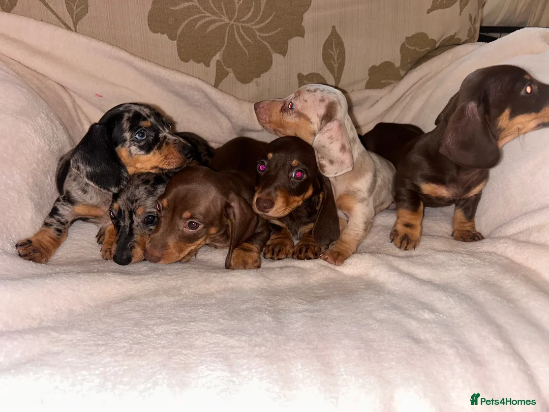 Miniature Dachshund dogs for sale: Miniature dashaund puppy’s ready now  - Advert 11