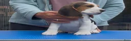Beagle dogs for sale: Gorgeous KC registered Beagle Pups - Advert 1