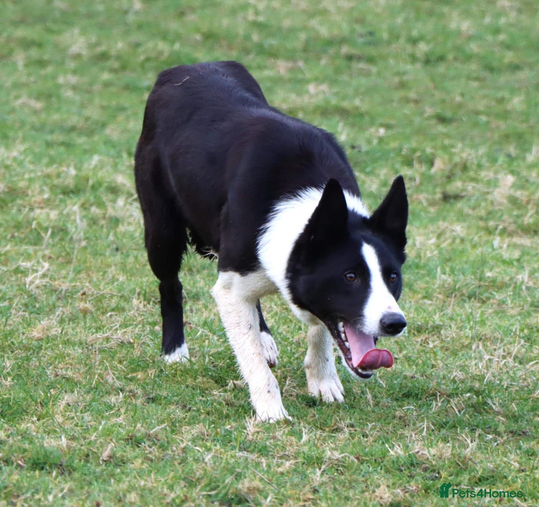 Borador dogs for sale: 🐶 Labrador x Border Collie Puppies – Ready Now!  - Image 16