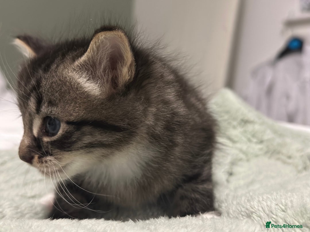 Brazilian Shorthair cats for sale: Kittens for sale  - Image 8
