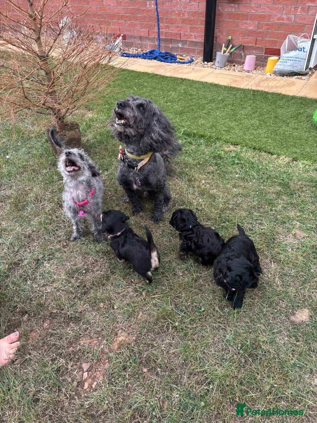 Mixed Breed dogs for sale: Beautiful Cockapoo x Jackapoo female puppy  - Image 6