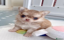 Chihuahua dogs for sale: Long haired chihuahua girl  - Image 4