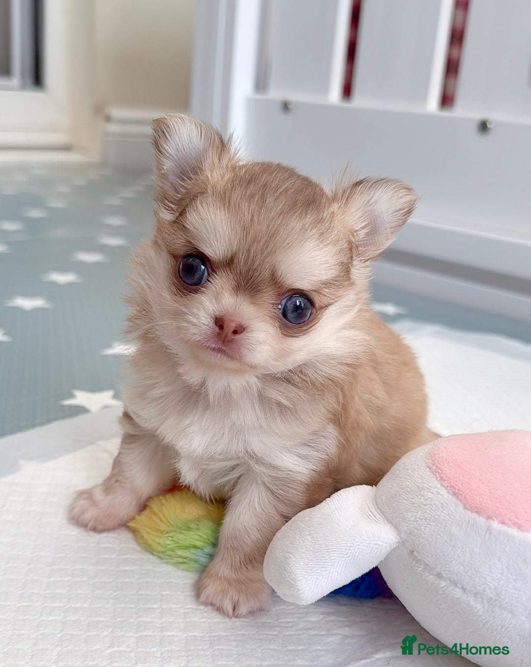 Chihuahua dogs for sale: Long haired chihuahua girl  - Image 4