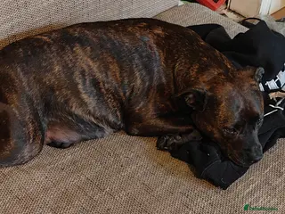 Staffordshire Bull Terrier dogs original Staffordshire puppies last 3!!! - Advert 2