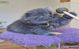 British Shorthair cats for sale: GCCF Registered British Sh & Lh Kittens - Champion - Image 10