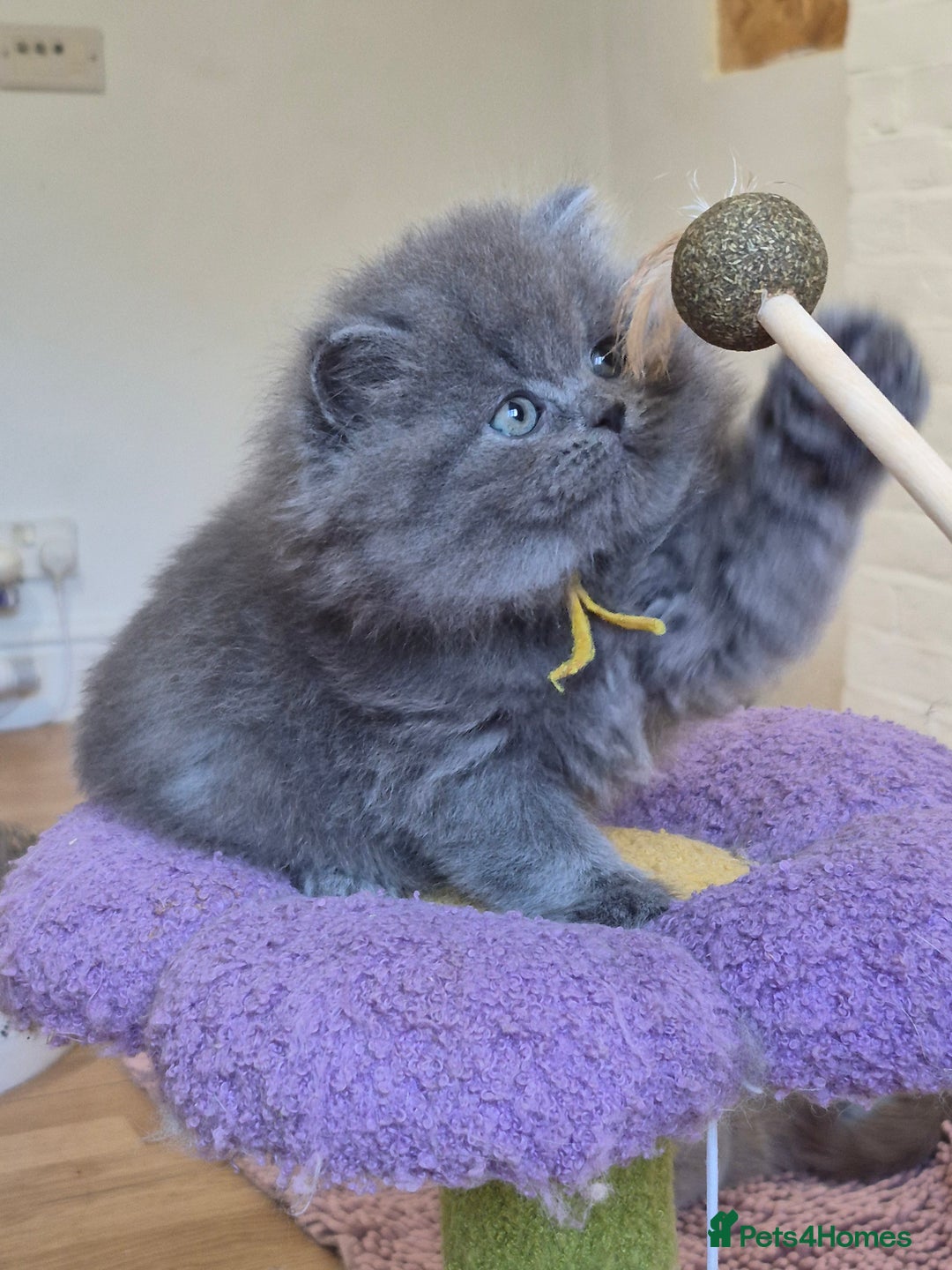 British Shorthair cats for sale: GCCF Registered British Sh & Lh Kittens - Champion - Image 10