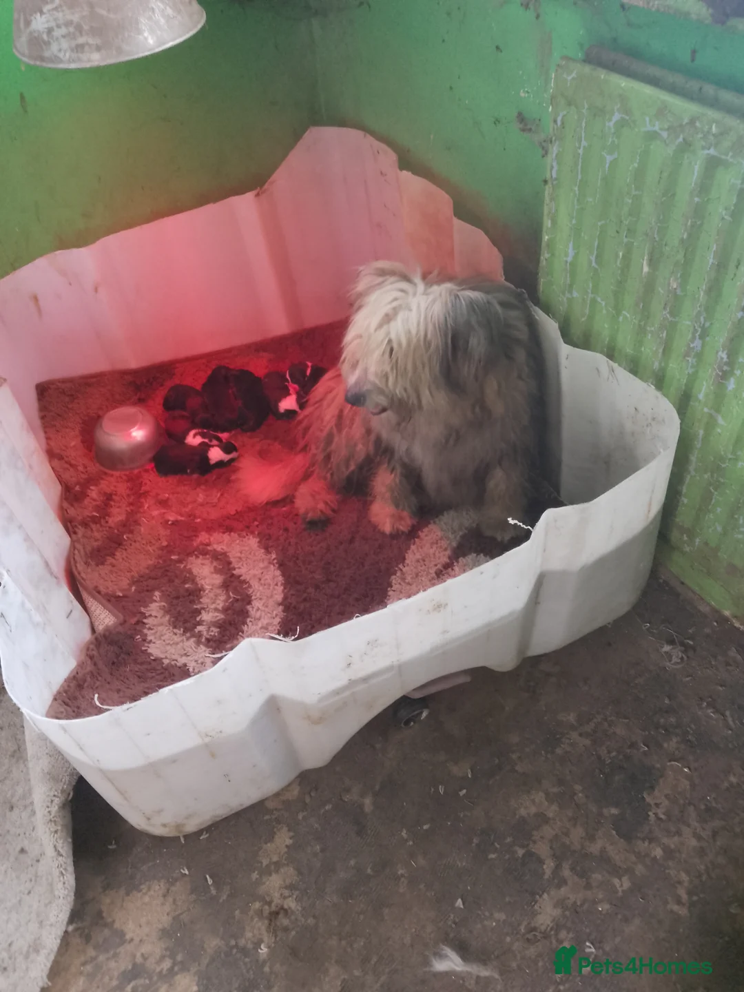 Bearded Collie dogs for sale: Bearded Collie puppies  in Stonehouse - Advert 1