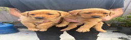 Labrador Retriever dogs for sale: Beautiful healthy Labrador puppies  in Leicester - Advert 5