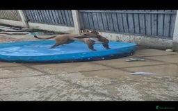 Mixed Breed dogs for sale: Belgian Malinois Kupa - Image 9