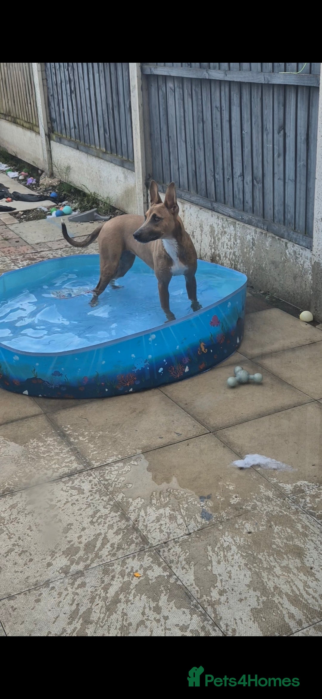 Mixed Breed dogs for sale: Belgian Malinois Kupa - Image 9