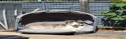 Siberian Husky dogs for sale: 3 year old Female Siberian Husky  - Advert 4