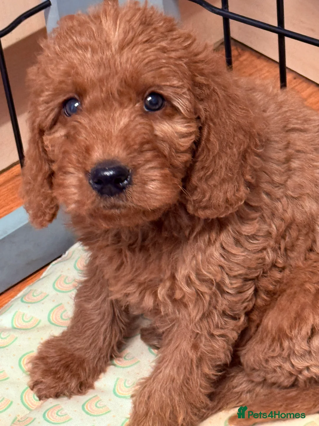 Labradoodle dogs for sale: Australian labradoodles  - Advert 3