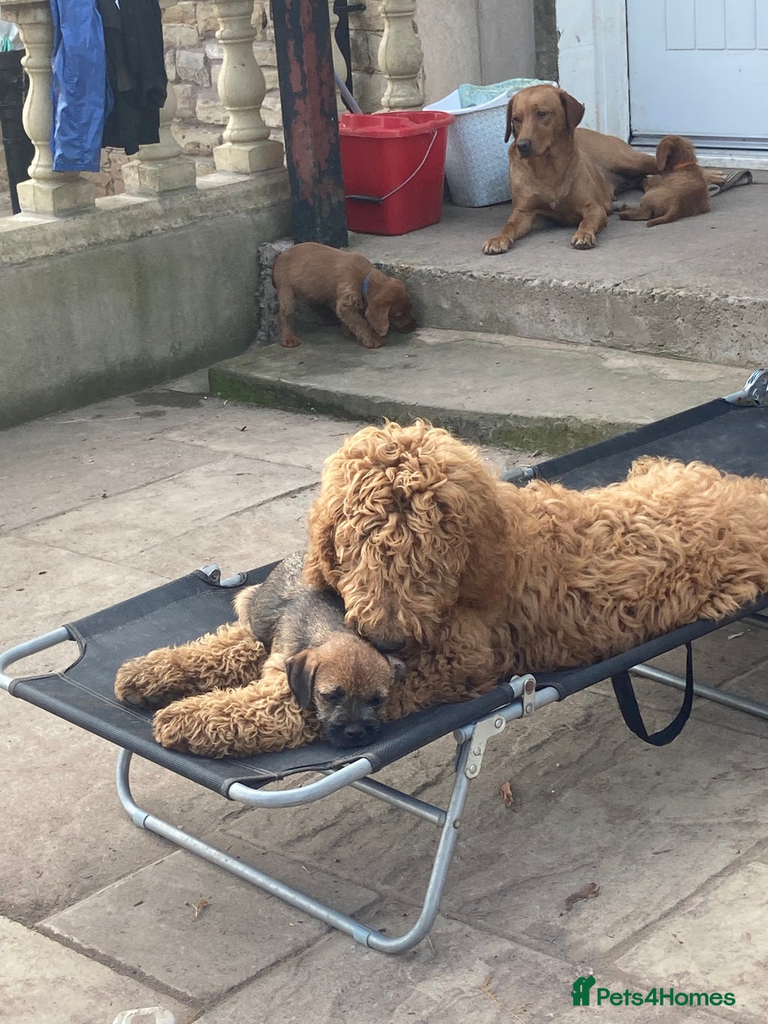 Standard Poodle dogs for stud: Gorgeous red standard poodle Trigger - Advert 3