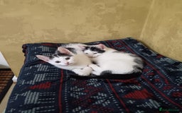 Mixed Breed cats for sale: Gorgeous fluffy sisters in Peterborough - Image 4