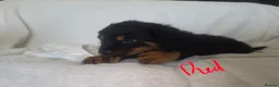 Rottweiler dogs for sale: Rottweiler puppies  READY TO GO  in Newcastle upon Tyne - Advert 9