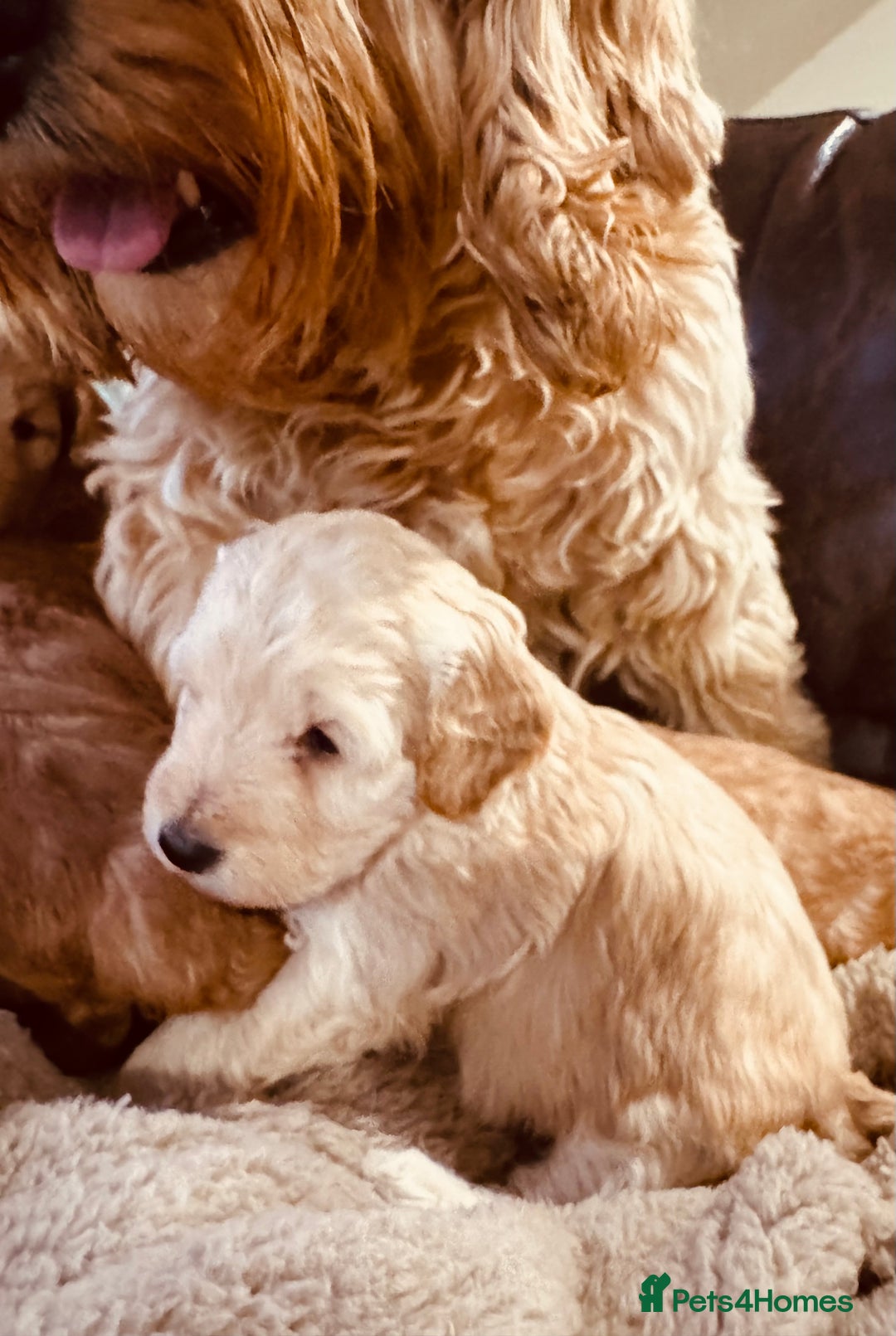 Cockapoo dogs for sale: Cockapoo F1b toy  - Advert 2