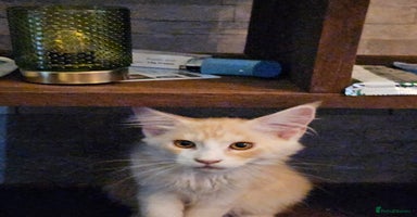 Maine Coon cats - Advert 15