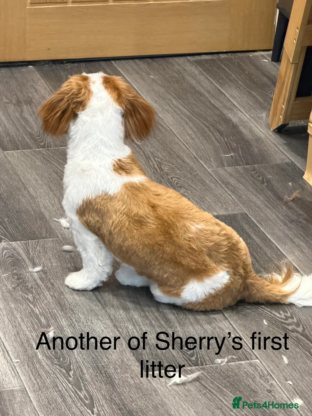 Shih Tzu dogs for sale: Early Spring Shihtzu Puppies  - Advert 17