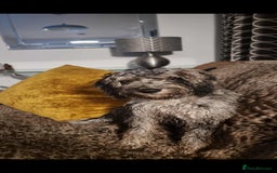 Cockapoo dogs for sale: Cockerpoo - Advert 1