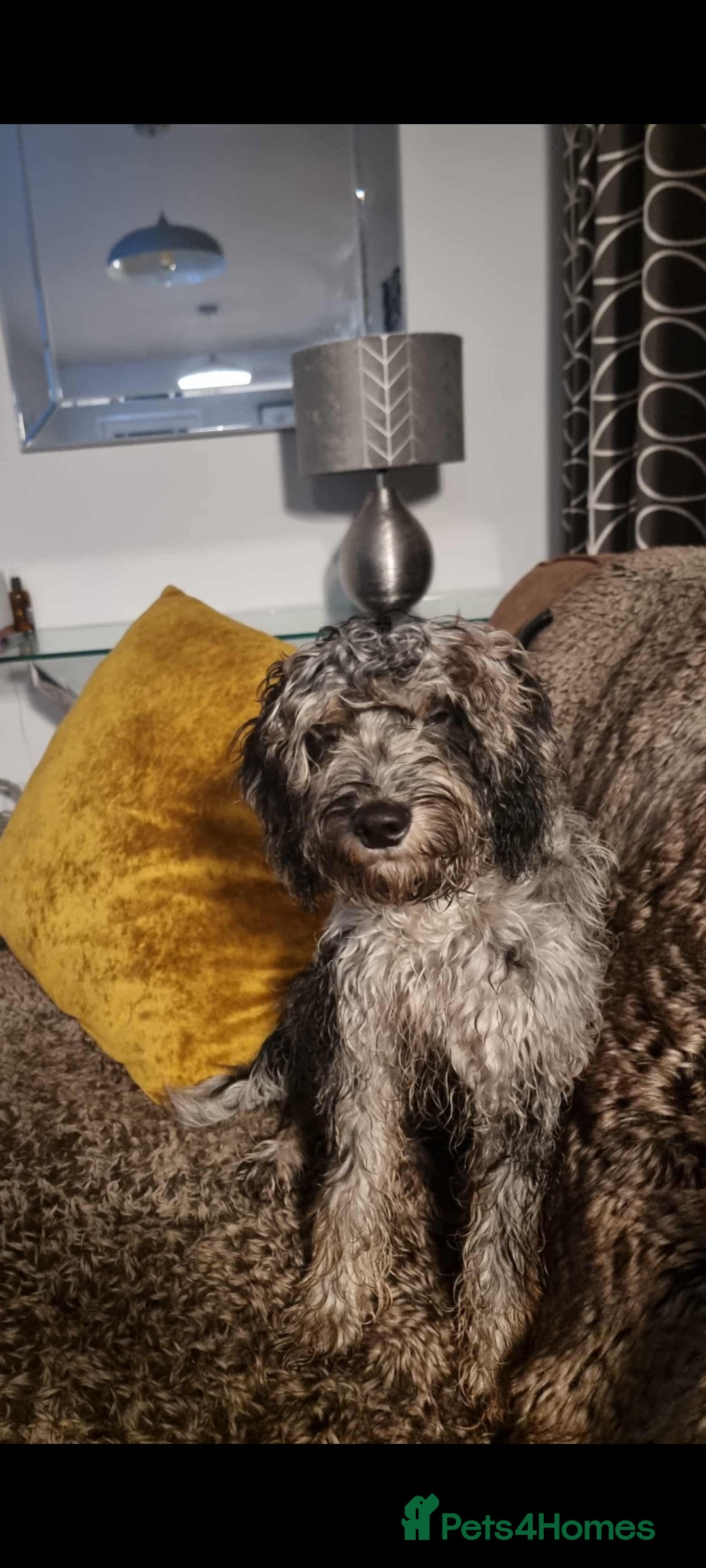 Cockapoo dogs for sale: Cockerpoo - Advert 1