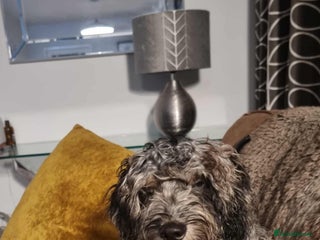 Cockapoo dogs Cockerpoo - Advert 2