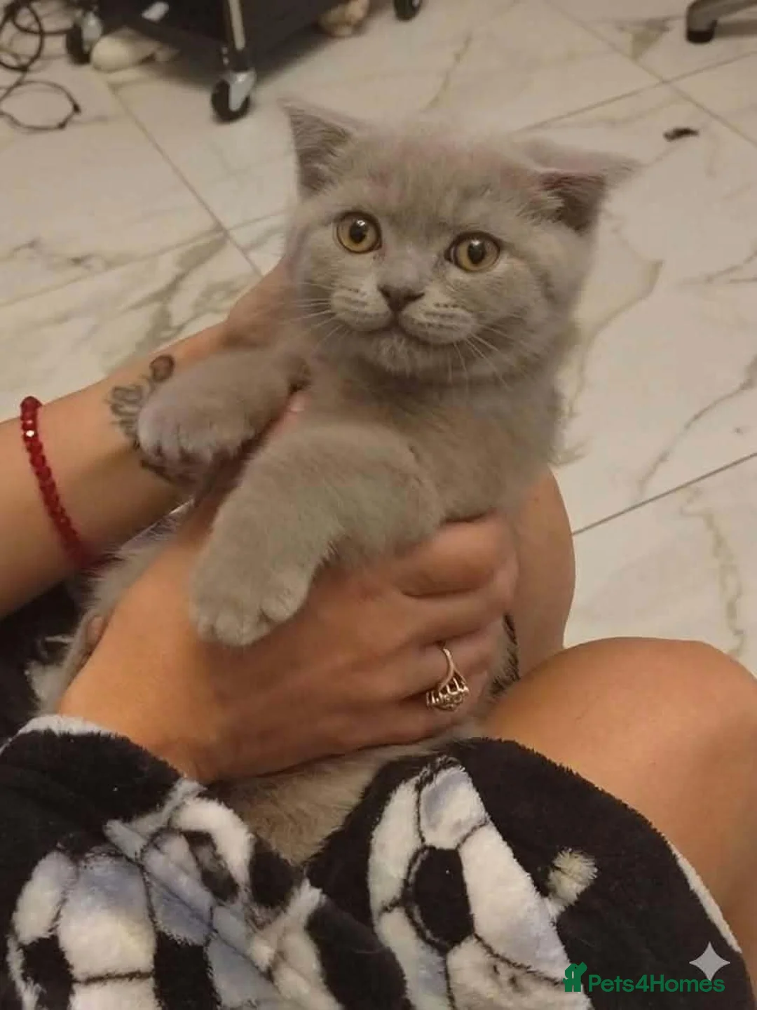 British Shorthair cats for sale: Kittens  - Advert 2