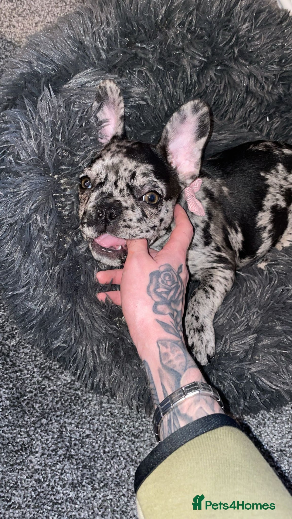 French Bulldog dogs 7 month frenchie  - Advert 7