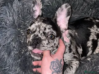 French Bulldog dogs 7 month frenchie - Advert 7