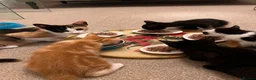 Mixed Breed cats for sale: Four varied mixed breed kittens - Advert 24