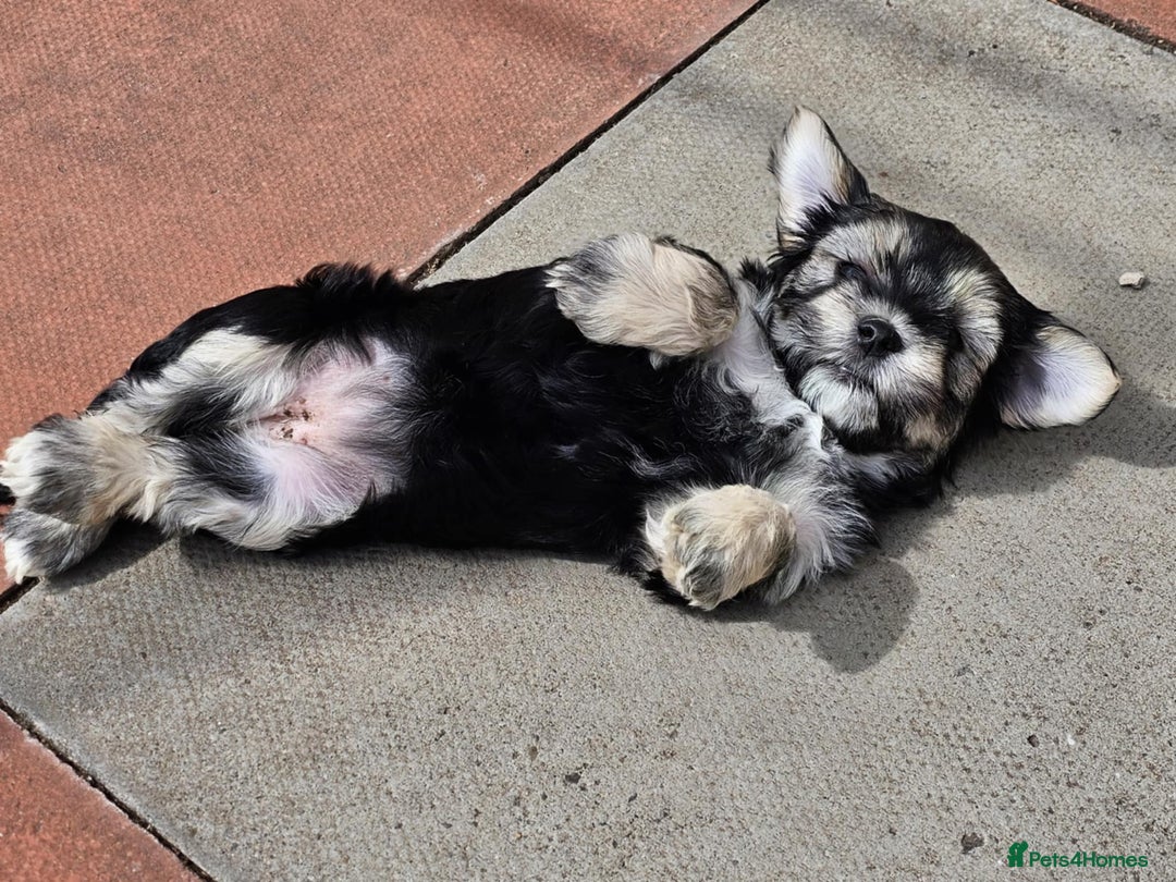 Lhasa Apso dogs for sale: Rare 5* Kyi-Leo Puppies ready for loving homes NOW - Image 22