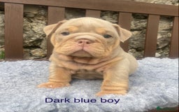English Bulldog dogs for sale: KC REGISTERED LILAC & TAN ENGLISH BULLDOG PUPS - Image 8