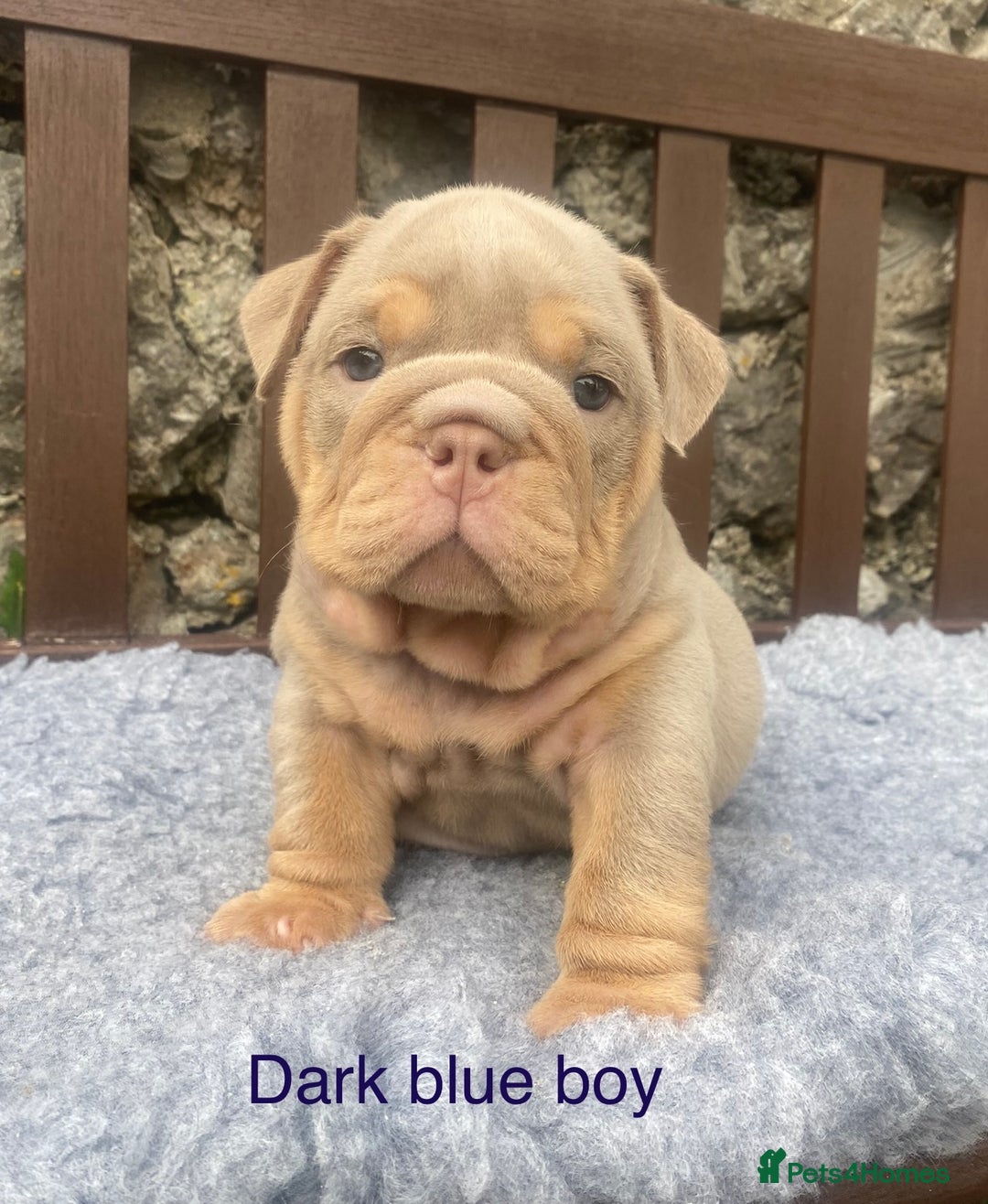 English Bulldog dogs for sale: KC REGISTERED LILAC & TAN ENGLISH BULLDOG PUPS - Image 8