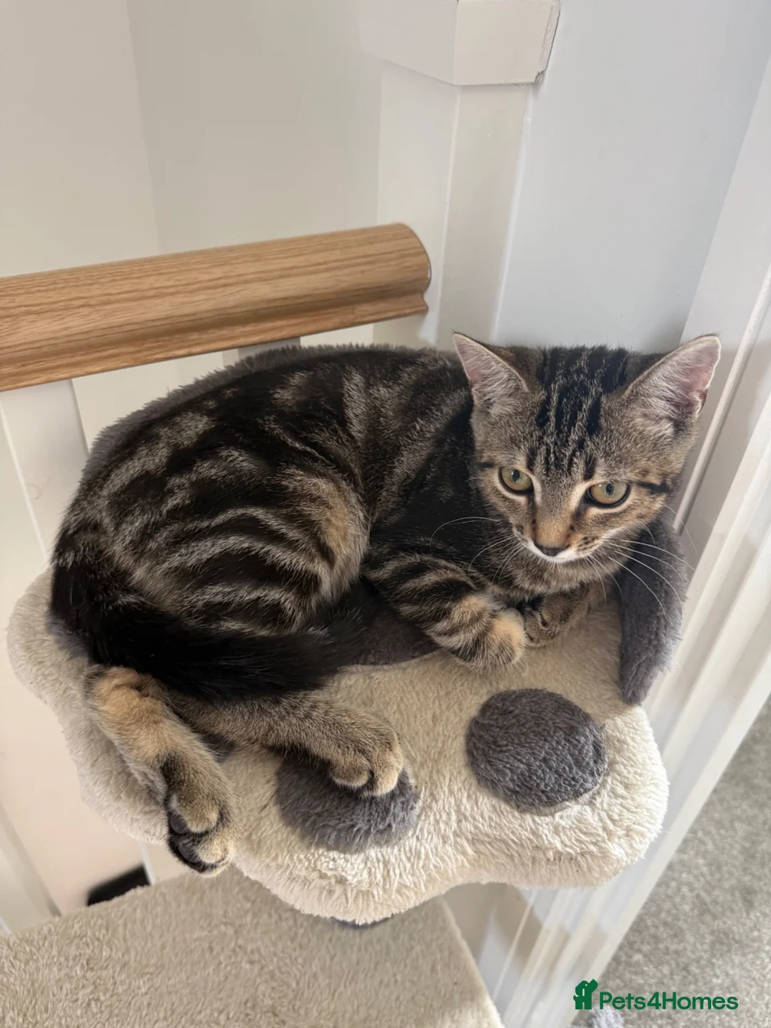 Mixed Breed cats for sale: Male mixed tabby - Advert 4