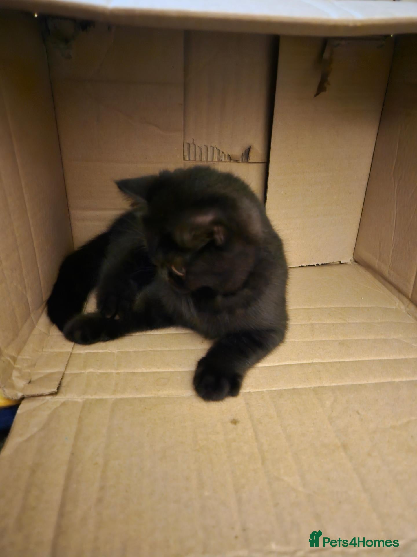 British Shorthair cats British shorthair kittens rare colours only 2 left - Advert 2