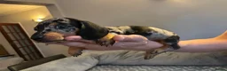 Dachshund dogs for sale: Dachshunds for sale - Advert 5