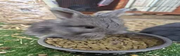 Angora rabbits for sale: Angora x lion head available from 29th Aug in Manchester - Advert 4