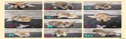 Harlequin rabbits for sale: Harlequin lion lop rabbits - Advert 1