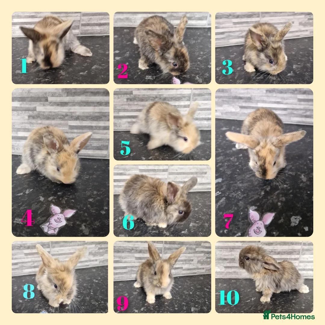 Harlequin rabbits for sale: Harlequin lion lop rabbits - Advert 1