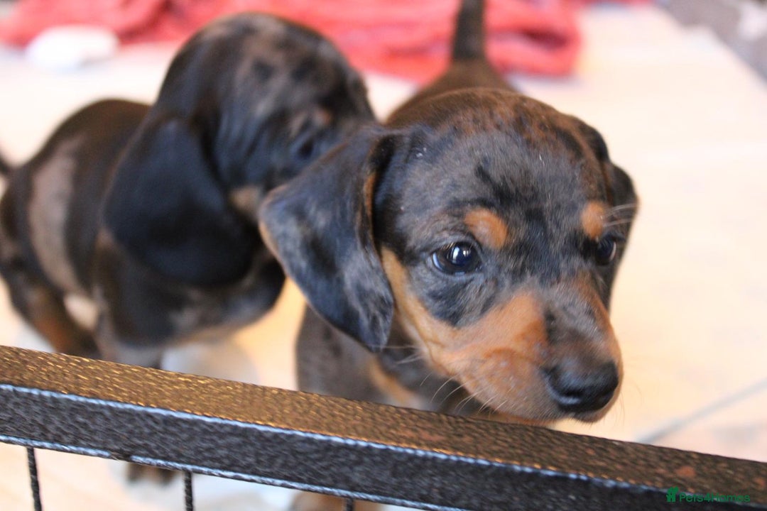 Dachshund dogs for sale: Miniature Dachshund Puppies for Sale - Image 6