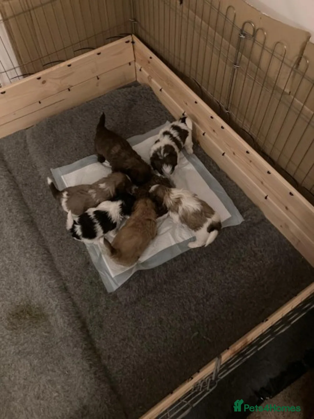 Shih Tzu dogs for stud: KC HARROPINE LUSTY DUSTY FOR STUD ONLY in Bridgend - Advert 31