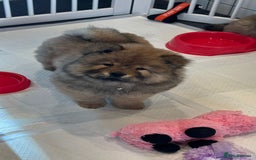 Chow Chow dogs for sale: Chow Puppies looking for new home - Image 7