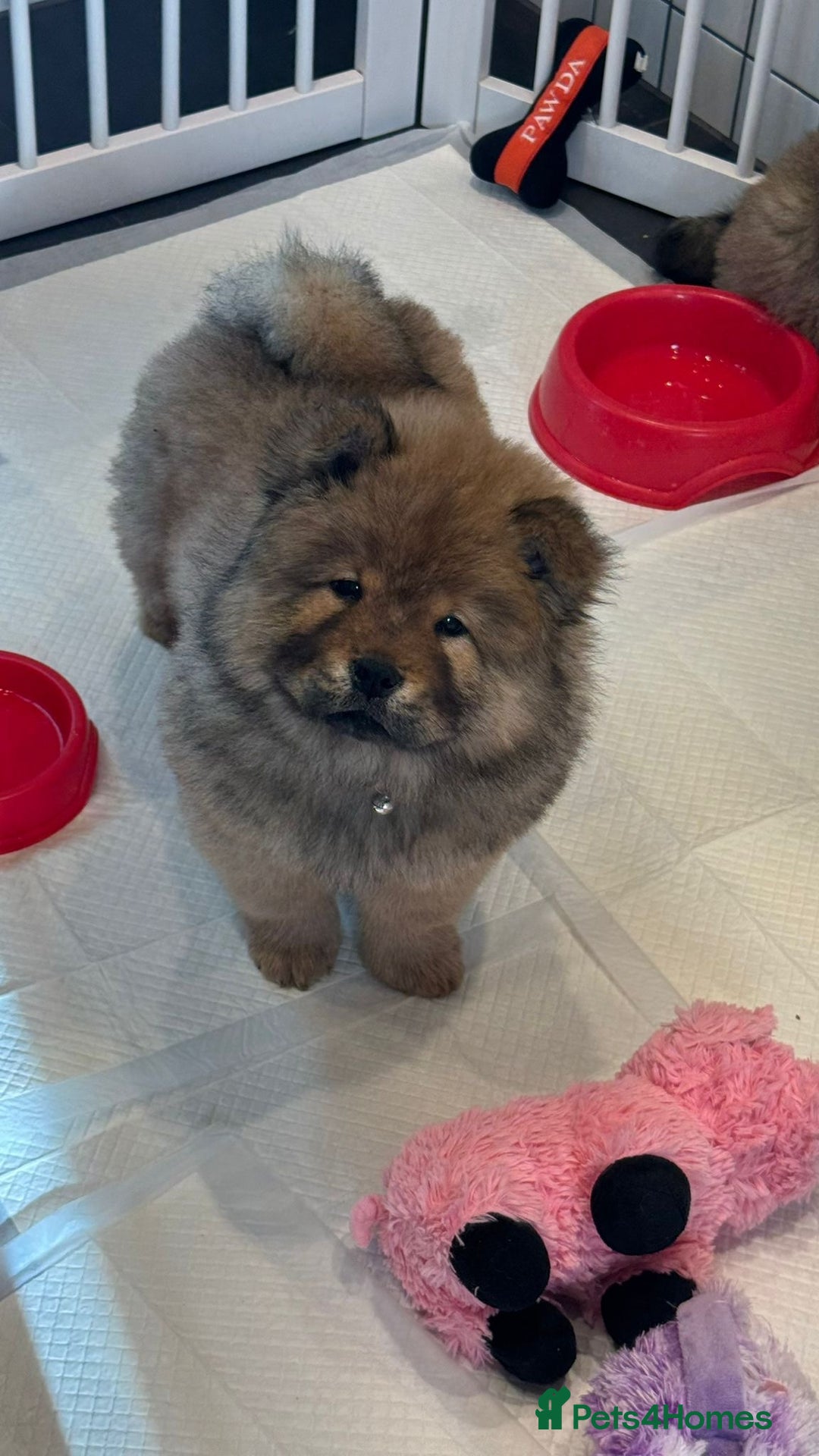 Chow Chow dogs for sale: Chow Puppies looking for new home - Image 7
