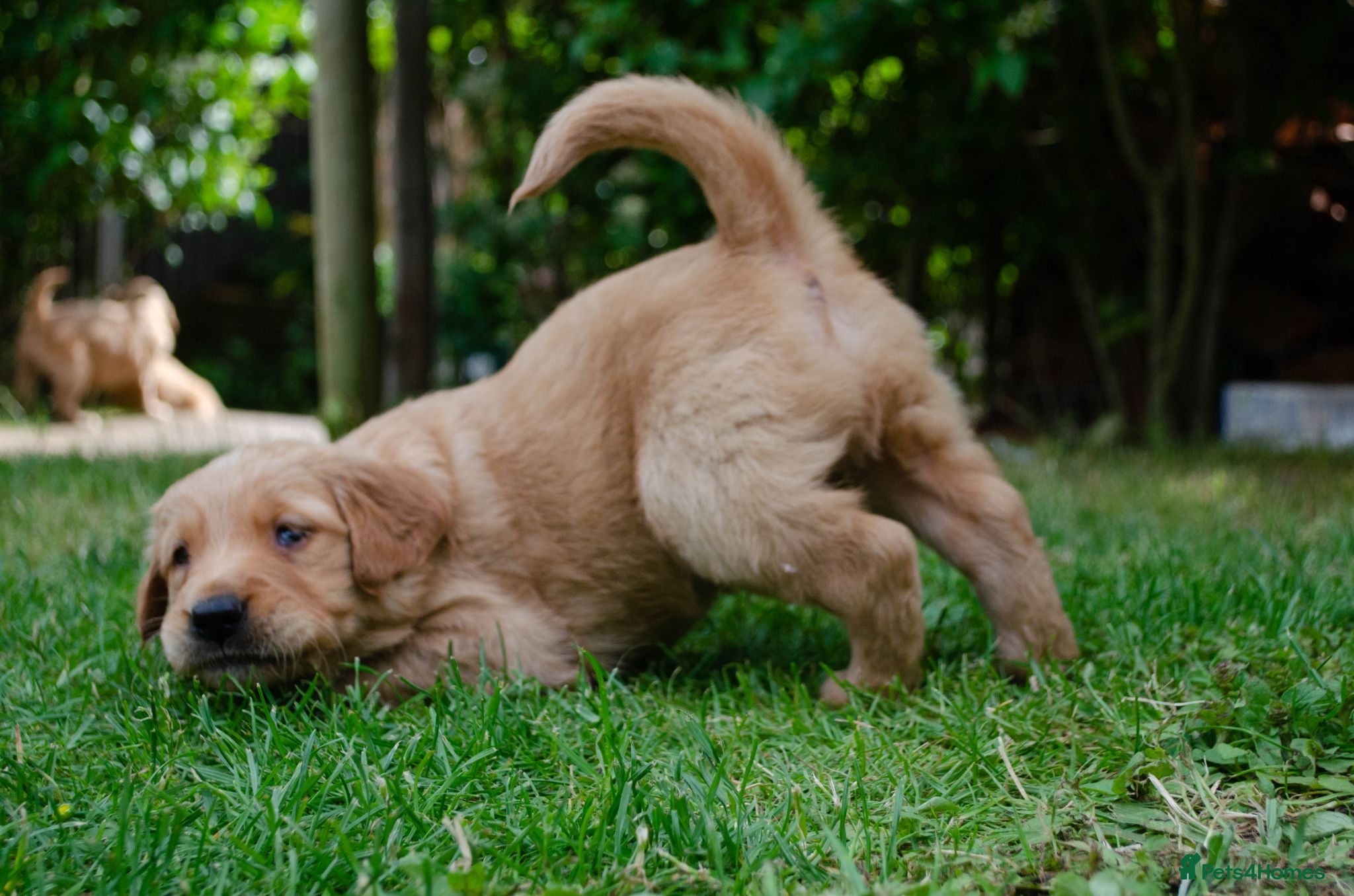 Golden Retriever dogs  GOLDEN RETREVER KC PUPPIES - Advert 6