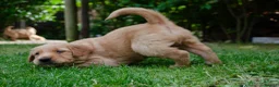 Golden Retriever dogs for sale: READY GOLDEN RETREVER KC PUPPIES - Advert 26