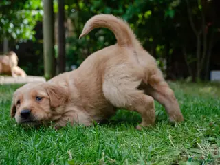 Golden Retriever dogs GOLDEN RETREVER KC PUPPIES - Advert 6