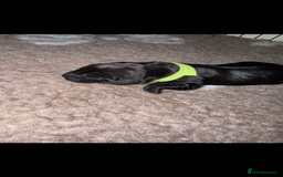 Labrador Retriever dogs for sale: Kc registered Labrador puppies available ⭐️⭐️⭐️⭐️ - Image 13