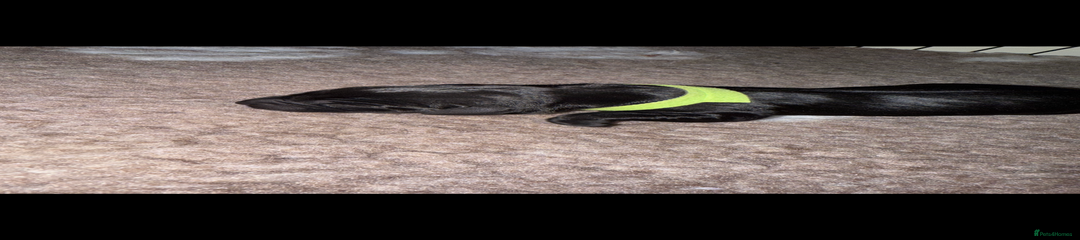 Labrador Retriever Puppy 3