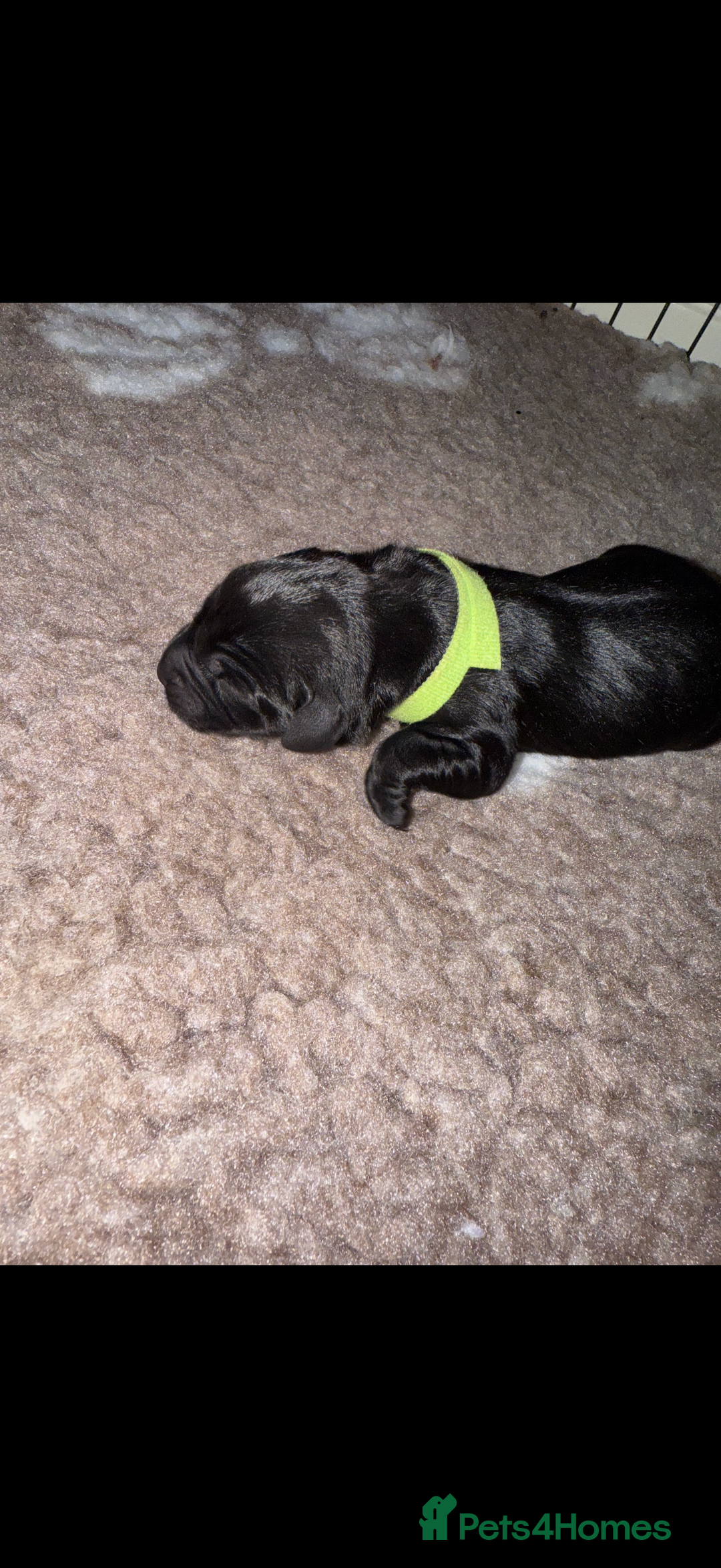 Labrador Retriever dogs for sale: Kc registered Labrador puppies available ⭐️⭐️⭐️⭐️ - Image 13