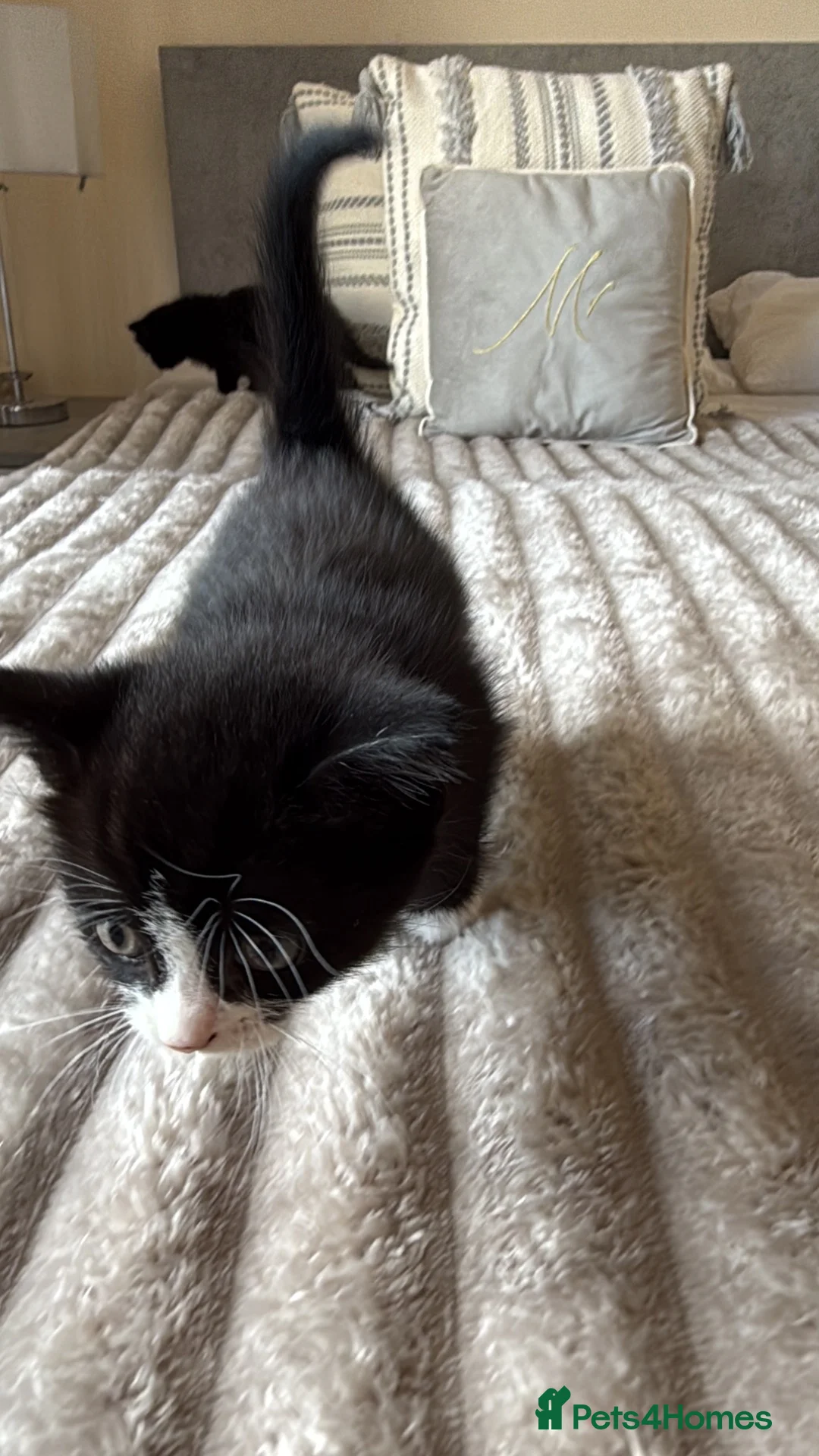 Mixed Breed cats for sale: kitten male - Advert 2